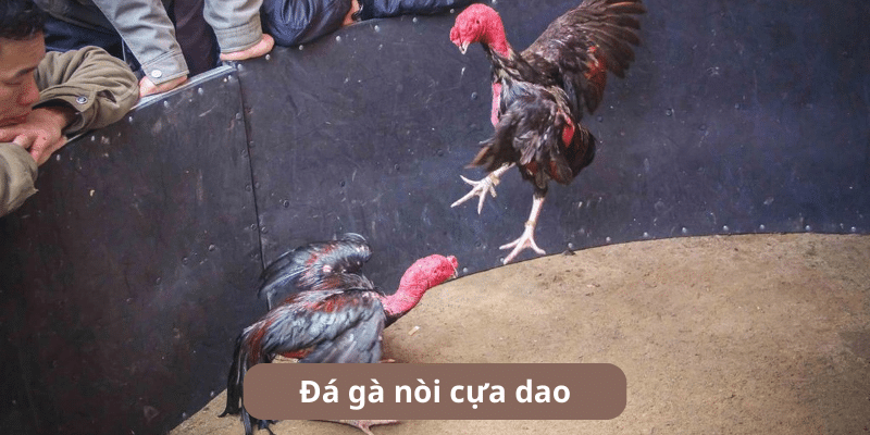 Đá gà nòi cựa dao