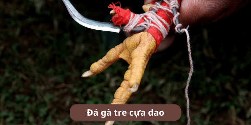 Chọi gà tre cựa dao
