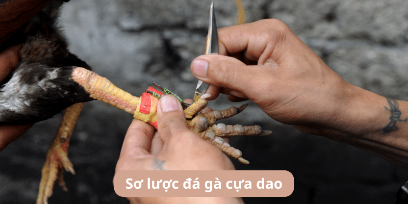 Sơ lược về chọi kê cựa dao