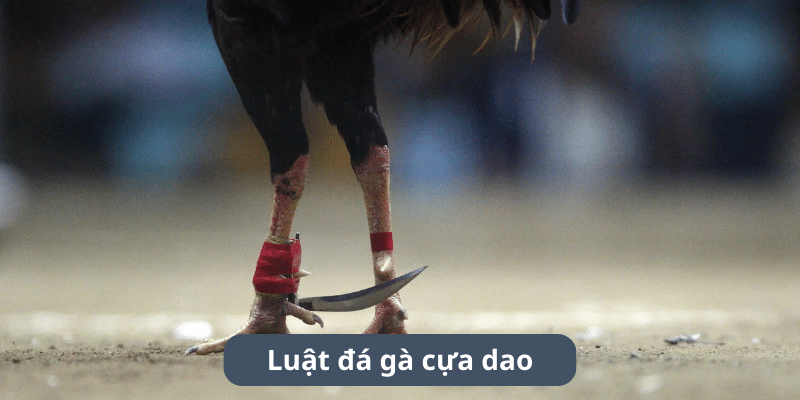 Tìm hiểu luật đá gà cựa dao